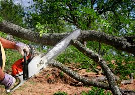 How Our Tree Care Process Works  in  Starke, FL